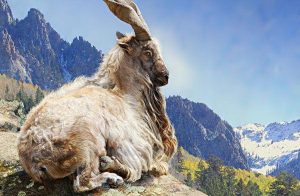 Pakistan offers support for Markhor conservation efforts