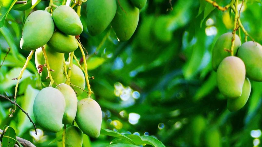 Agriculture sector suffers as climate change wreaks havoc