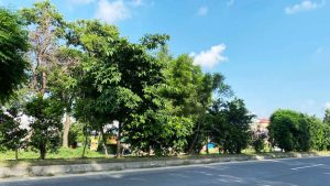 A picturesque view of lush green trees under a clear blue sky.
