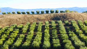 Punjab turns to Potohar for cultivating high-value crops