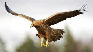 With 800+ feathered wonders, Pakistan is a birdwatcher’s paradise