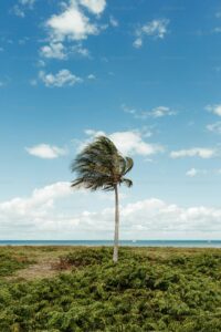 Good Weather by by Orhan Veli Kanik