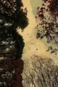 Lines Written in Early Spring