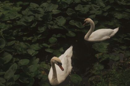 Wild Geese