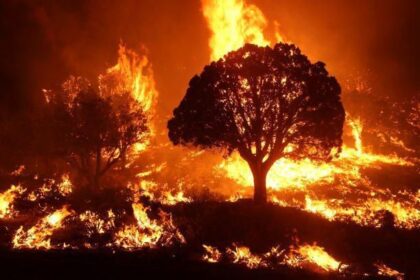 U.N. Warns Wildfires Now a Major Driver of Global Air Pollution