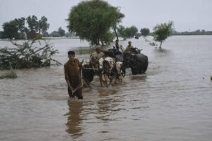 Economic experts predict inflation as the floods devastate livestock