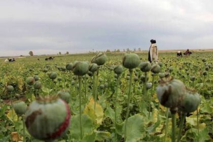Surge in Pakistan’s Opium Farming Triggers Provincial Crackdown