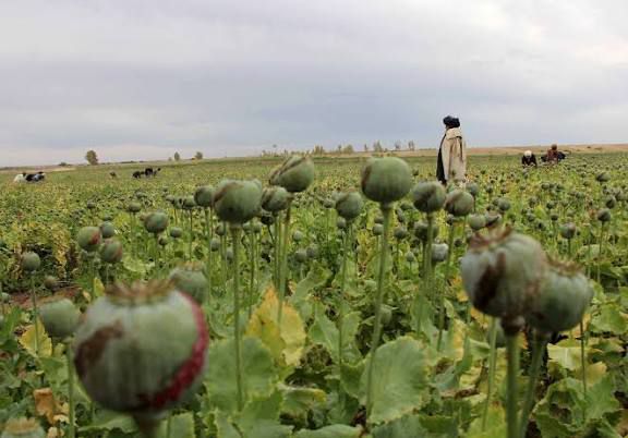 Surge in Pakistan’s Opium Farming Triggers Provincial Crackdown
