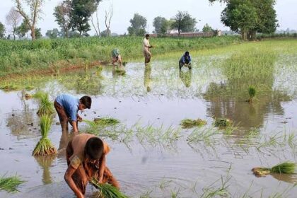 India-Pakistan Basmati Dispute Threatens India-EU Trade Deal