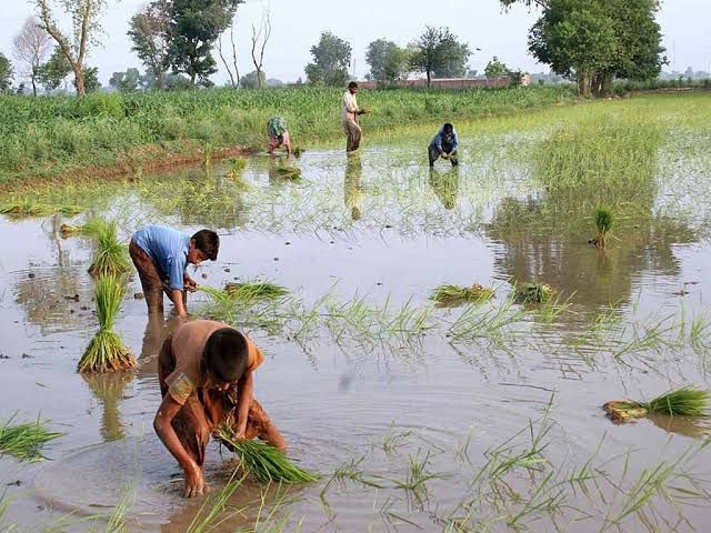 India-Pakistan Basmati Dispute Threatens India-EU Trade Deal