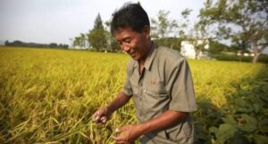 As the world drowns in floods, UN has reported that North Korea will enjoy a strong harvest this fall due to continued clement weather conditions this summer. Although, the low rainfall might lead to the winter crops having fewer yield but this is something the country is well prepared for.
The U.N. Food and Agriculture Organization (FAO) reported on Monday that “remote sensing data” indicated “good vegetation conditions across most of the country” as of late August, just before the harvest season begins, anticipating “generally favorable yields and production prospects.”