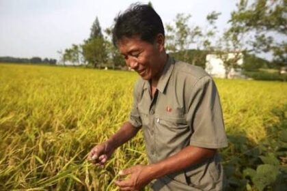 As the world drowns in floods, UN has reported that North Korea will enjoy a strong harvest this fall due to continued clement weather conditions this summer. Although, the low rainfall might lead to the winter crops having fewer yield but this is something the country is well prepared for.   The U.N. Food and Agriculture Organization (FAO) reported on Monday that “remote sensing data” indicated “good vegetation conditions across most of the country” as of late August, just before the harvest season begins, anticipating “generally favorable yields and production prospects.”