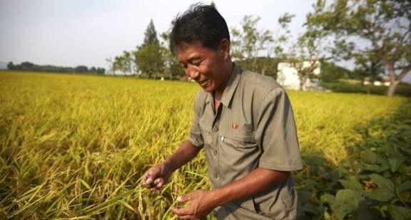 As the world drowns in floods, UN has reported that North Korea will enjoy a strong harvest this fall due to continued clement weather conditions this summer. Although, the low rainfall might lead to the winter crops having fewer yield but this is something the country is well prepared for.   The U.N. Food and Agriculture Organization (FAO) reported on Monday that “remote sensing data” indicated “good vegetation conditions across most of the country” as of late August, just before the harvest season begins, anticipating “generally favorable yields and production prospects.”