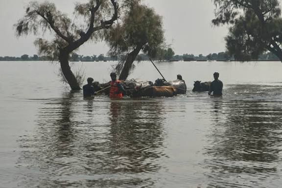 Flood causes destruction in South Punjab