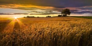 Unannounced ban on interprovincial movement of wheat