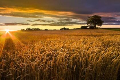 Unannounced ban on interprovincial movement of wheat