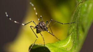 Scientists confirmed the presence of the Aedes aegypti (Egyptian mosquito) and the Aedes albopictus (Asian tiger mosquito) in Britain, causing concerns over ever-increasing chances for outbreaks of diseases such as dengue, Zika, and yellow fever. The eggs and live specimens of the mosquitoes were discovered by Heathrow Airport and in Kent, most likely as a result of trade and travel. While they are not yet widely established, experts pointed to the likelihood of them establishing further north with rising temperatures, thereby posing a new public health threat. UK Health Security Agency has ramped up surveillance of these mosquitoes and urged proactive measures to stop permanent settlement while pointing to climate change as one influence on shaping vectors in Europe.