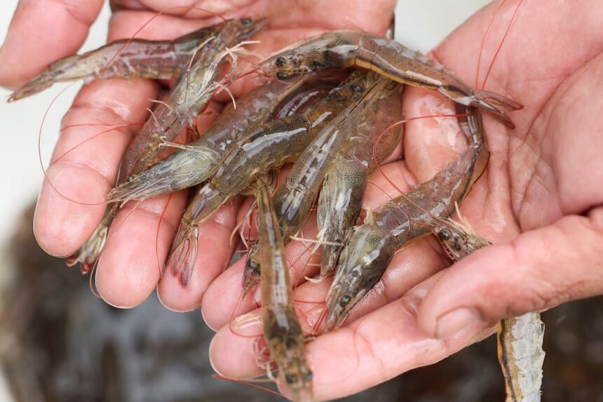 Indonesia’s shrimp exports have taken a major blow after China reported detecting traces of radioactivity in a shipment, sparking widespread concern among buyers. The Indonesian Fishery Product Processing & Marketing Association said the case has damaged trust in one of the country’s top export industries. Shrimp suppliers now face cancelled orders, stricter checks, and falling prices. Officials are working to restore confidence through tighter safety protocols and diplomatic talks.