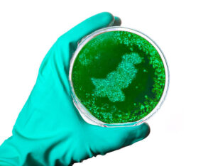 The Pakistani Petri Dish
