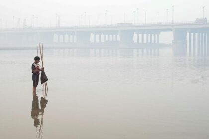 Bamboo plantation the latest in an effort to combat Punjab smog crisis